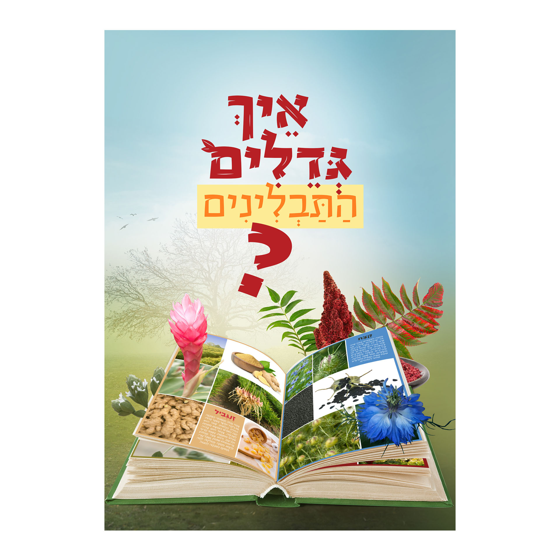 איך גדלים התבלינים